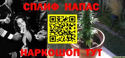 прущие грибы Бердск